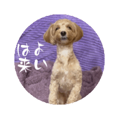 Ayamoko_20250401115553
