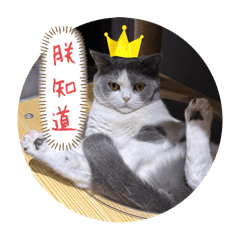 小胖子Unko和小智Niki