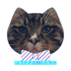 riri cat