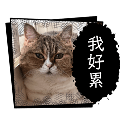 I’m 喵喵喵喵喵喵喵喵喵喵喵喵喵喵喵喵
