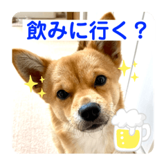Shiba-Chiwawa1
