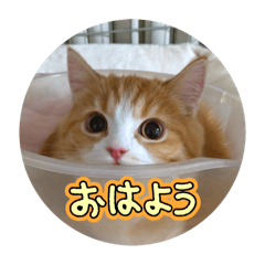 Yuki_20250401140110