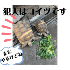 nene_20250330235632