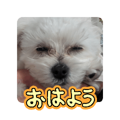 miki_20250401154818