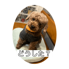 Dog in life 4