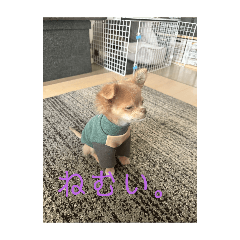 sumakin_20250401204805