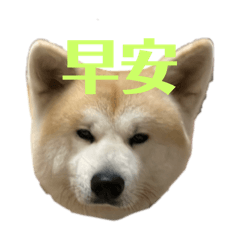 迪迪的543