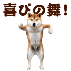 Dancing! Shiba Inu @Everyday