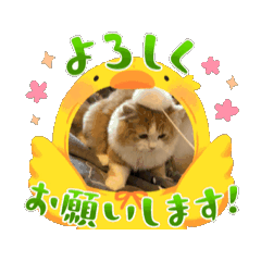 tom_20250402010935