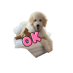 HunStandard poodle