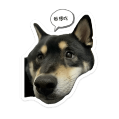 柴犬寫生