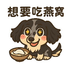 燕盞是隻狗-燕爾WithYou長毛臘腸吃燕窩日常