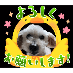 nao_20250401213356