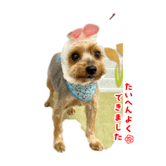 tiroru_20250402000226