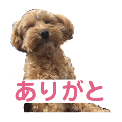 Petit_20250402082245