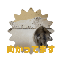 Ham_20250401204907