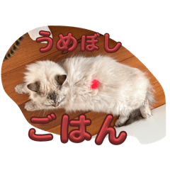 yui_20250402102051