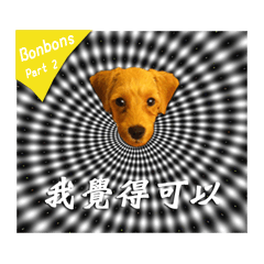 蹦蹦貴賓x波喵-Bonbons the Poodle part2