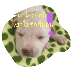 FantaPoppy