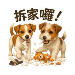 傑克羅素的一天