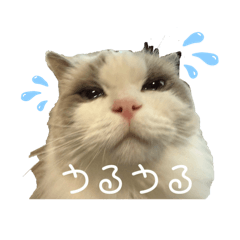 wataame_20250331234746