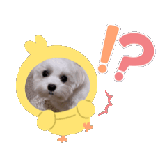 洪哈比特寫