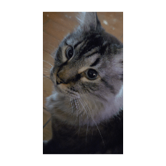 Kittyyyyyyyyyyyyyyyyyyyyyyyyyyyy