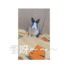 府肥阿肥胖胖一家