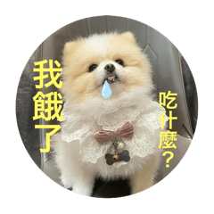 博美murmur