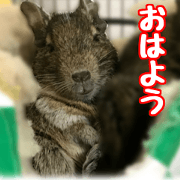 degu friends