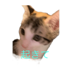 satoshi_20250402214921