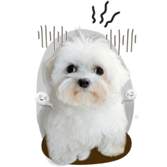 หมาจอมเวทย์มหาเมฆ 2