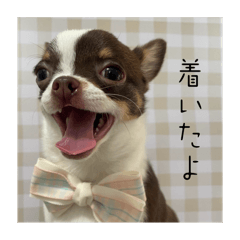 koto_20250402203713