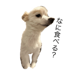 kitty_20250403103403
