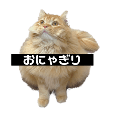 aki_20250403014045