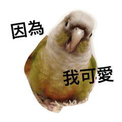 阿雞寶寶白目日常