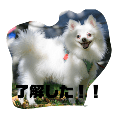 chi_20250403124201
