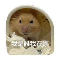 小阿Q的os日記