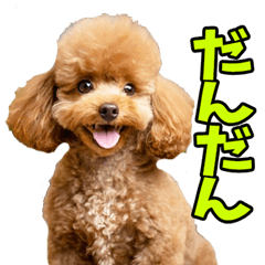 愛媛伊予弁☆わんこ