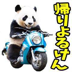 Ehime Dialect Panda