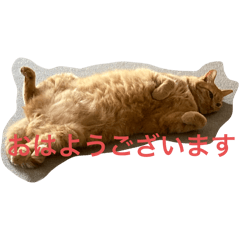Cawaii  Cawaii CAT