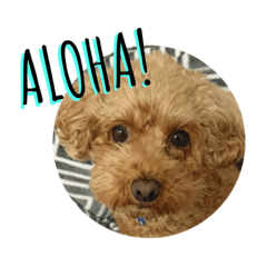 ALOHA No.1
