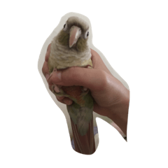 阿雞寶寶白目日常2