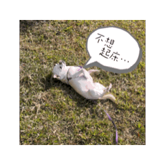 動態日常熱狗