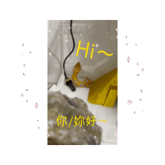 焗烤的日常貼圖（真實版）