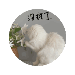 屁桃的屁日