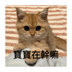 Ruby-QQ