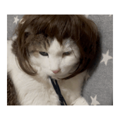 nekoinukawaiiiii