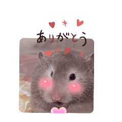 ham-usa-mini_20250403144728