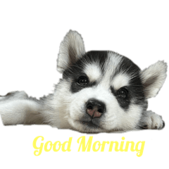 Jimmy_20250403180429